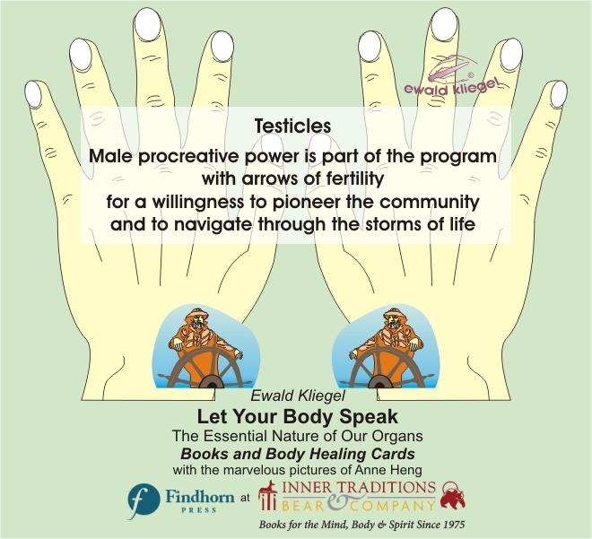 Reflexology on the Hand - Testicles – Ewald Kliegel (c)